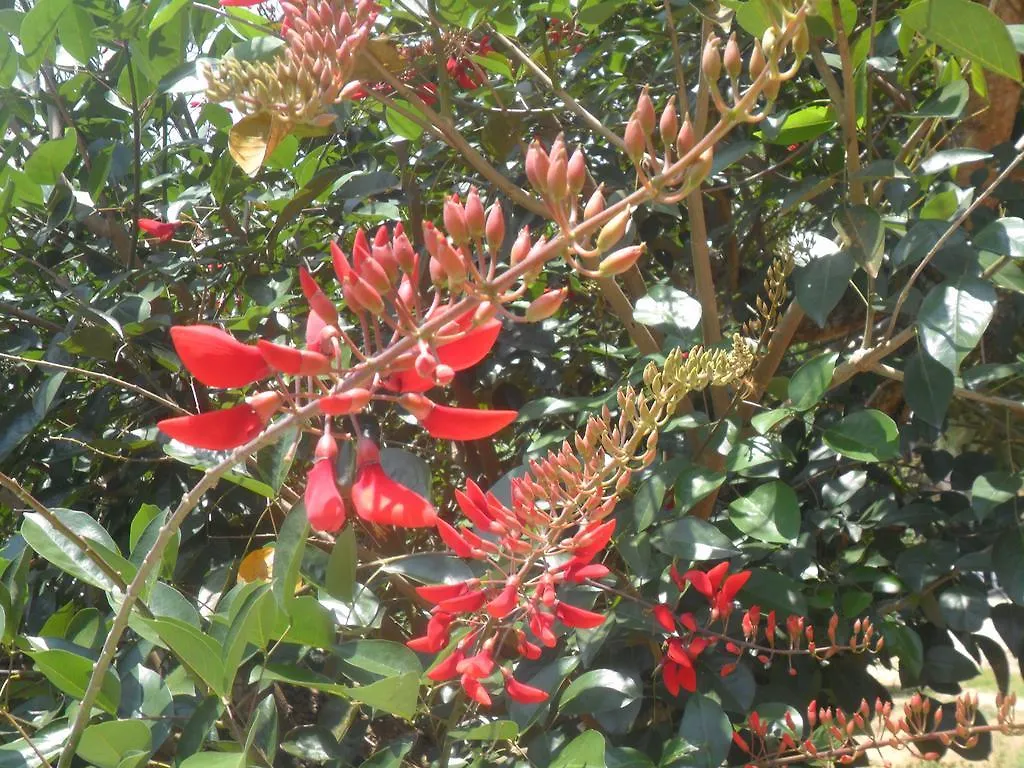 Mahaweli Regent Hotel Kandy Gasthof